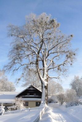 Zima 2019 v Pusté Kamenici - foto č. 25
