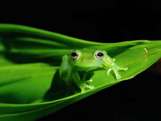 glass frog Teratohyla spinosa Costa Rica