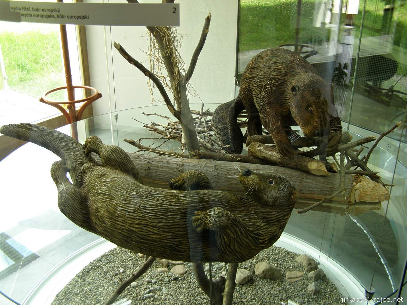 Rokytnice v Orlických horách - muzeum Orlických hor - expozice přírody - vydra říční