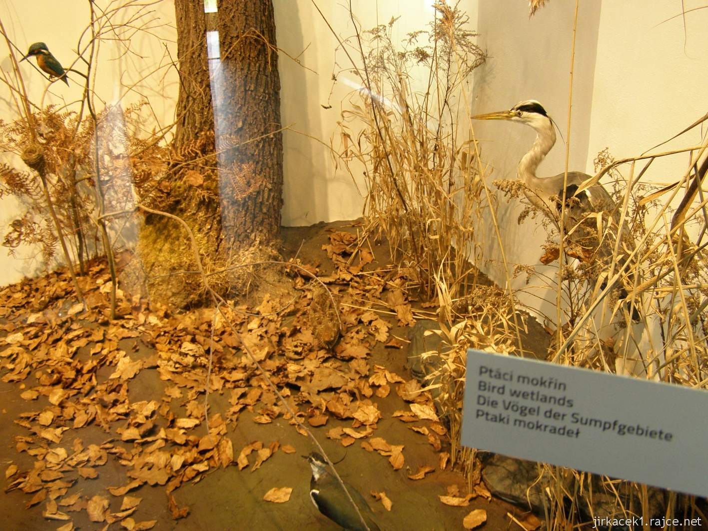 Rokytnice v Orlických horách - muzeum Orlických hor - expozice přírody - ptáci mokřin
