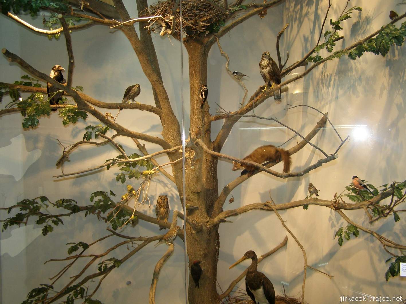 Rokytnice v Orlických horách - muzeum Orlických hor - 1.patro - strom s ptáky a zvířaty
