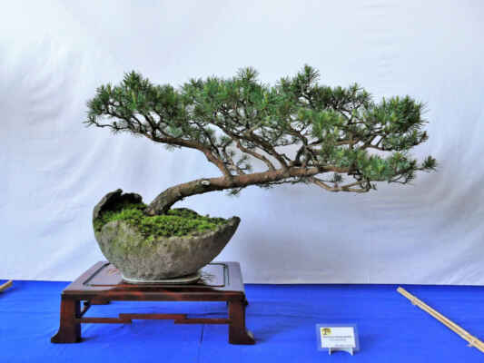 Borovice drobnokvětá - Pinus parviflora
