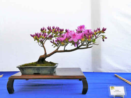 Azalka - Rhododendron