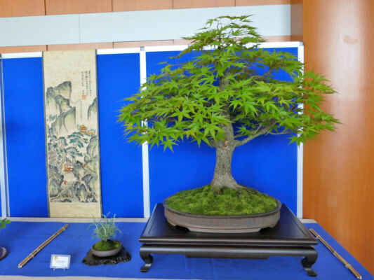 Javor dlanitolistý - Acer palmatum