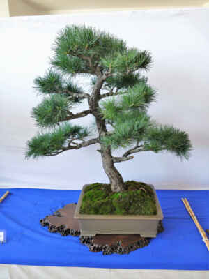Borovice malokvětá - Pinus parviflora