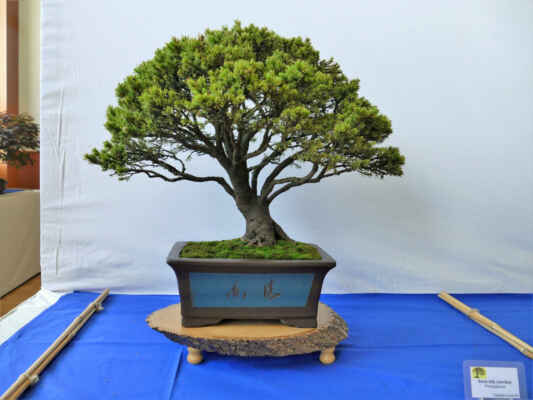 Smrk bílý (sivý conica) - Picea glauca
