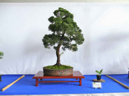 Jalovec čínský - Juniperus chinensis
