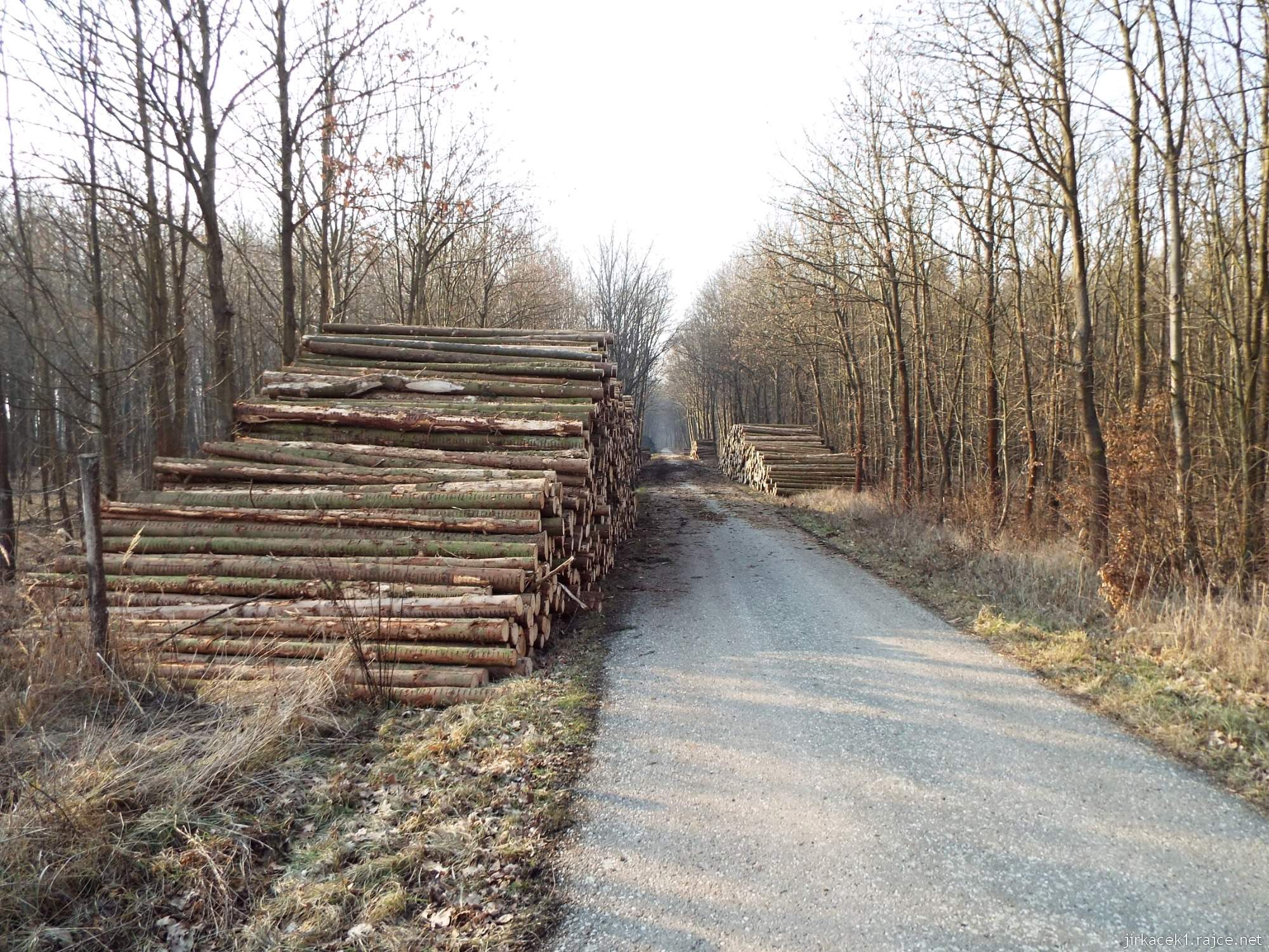 H - cesta mezi Lhotou a Březové 19 - asfaltová cyklostezka a hromady vytěženého dřeva
