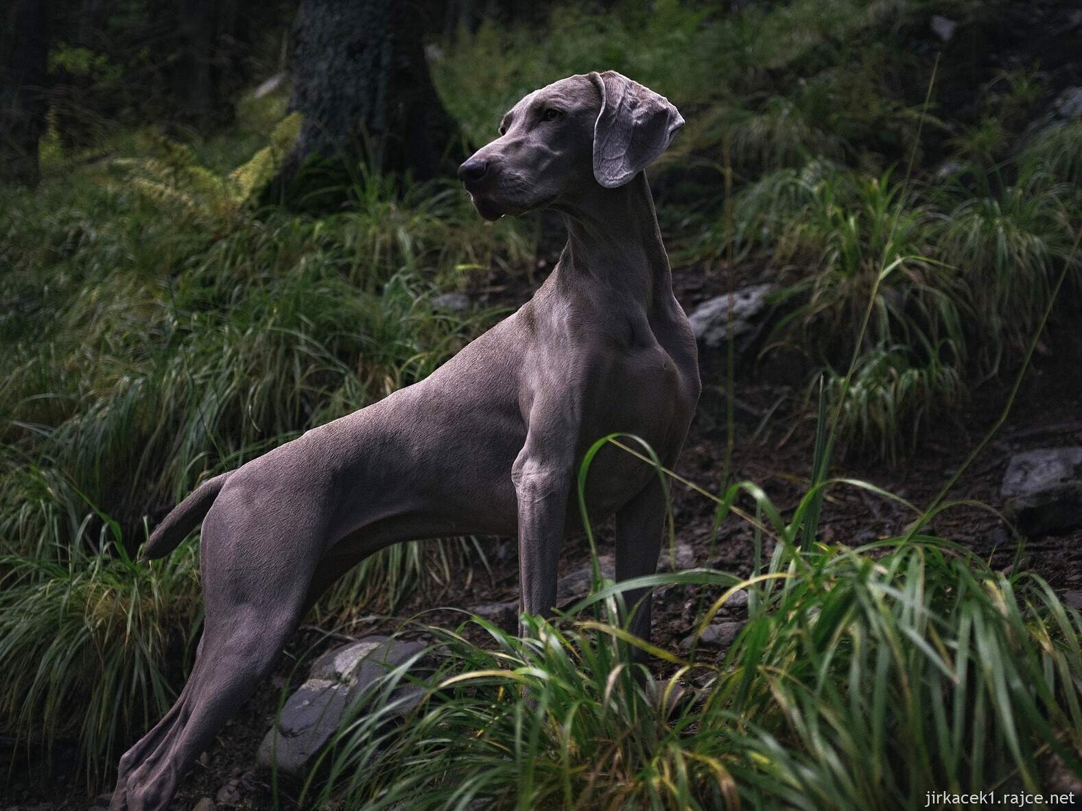 Pes v lese - ilustrační foto k pověsti